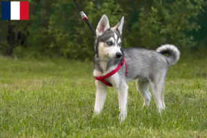 Mehr über den Artikel erfahren Alaskan Klee Kai Züchter und Welpen in Frankreich