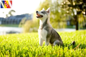 Mehr über den Artikel erfahren Alaskan Klee Kai Züchter und Welpen in Grand Est