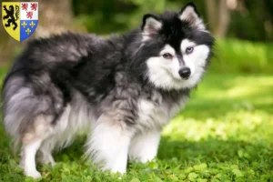 Mehr über den Artikel erfahren Alaskan Klee Kai Züchter und Welpen in Hauts-de-France