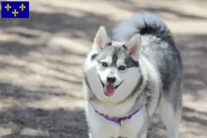 Mehr über den Artikel erfahren Alaskan Klee Kai Züchter und Welpen in Île-de-France