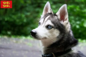 Mehr über den Artikel erfahren Alaskan Klee Kai Züchter und Welpen in der Normandie