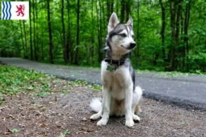 Mehr über den Artikel erfahren Alaskan Klee Kai Züchter und Welpen in Nouvelle-Aquitaine