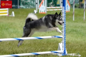 Mehr über den Artikel erfahren Alaskan Klee Kai Züchter und Welpen in Okzitanien