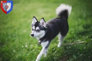 Mehr über den Artikel erfahren Alaskan Klee Kai Züchter und Welpen in Pays de la Loire