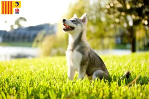 Mehr über den Artikel erfahren Alaskan Klee Kai Züchter und Welpen in der Provence-Alpes-Côte d’Azur