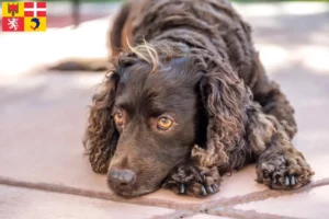 Mehr über den Artikel erfahren American Water Spaniel Züchter und Welpen in Auvergne-Rhône-Alpes