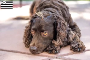 Mehr über den Artikel erfahren American Water Spaniel Züchter und Welpen in der Bretagne