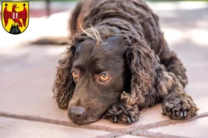 Mehr über den Artikel erfahren American Water Spaniel Züchter und Welpen im Burgenland