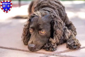 Mehr über den Artikel erfahren American Water Spaniel Züchter und Welpen in Centre-Val de Loire