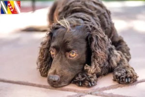 Mehr über den Artikel erfahren American Water Spaniel Züchter und Welpen in Grand Est