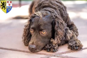 Mehr über den Artikel erfahren American Water Spaniel Züchter und Welpen in Hauts-de-France