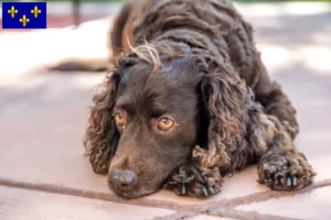 Mehr über den Artikel erfahren American Water Spaniel Züchter und Welpen in Île-de-France