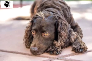 Mehr über den Artikel erfahren American Water Spaniel Züchter und Welpen auf Korsika