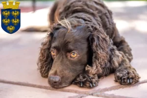 Mehr über den Artikel erfahren American Water Spaniel Züchter und Welpen in Niederösterreich