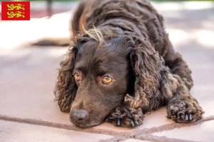 Mehr über den Artikel erfahren American Water Spaniel Züchter und Welpen in der Normandie