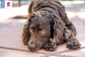 Mehr über den Artikel erfahren American Water Spaniel Züchter und Welpen in Nouvelle-Aquitaine