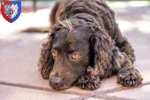 Mehr über den Artikel erfahren American Water Spaniel Züchter und Welpen in Pays de la Loire