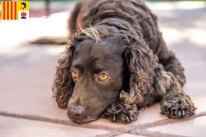 Mehr über den Artikel erfahren American Water Spaniel Züchter und Welpen in der Provence-Alpes-Côte d’Azur