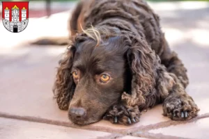 Mehr über den Artikel erfahren American Water Spaniel Züchter und Welpen in Salzburg