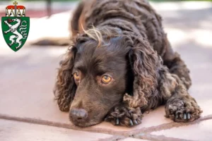 Mehr über den Artikel erfahren American Water Spaniel Züchter und Welpen in der Steiermark