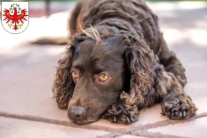 Mehr über den Artikel erfahren American Water Spaniel Züchter und Welpen in Tirol