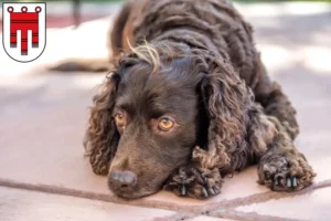 Mehr über den Artikel erfahren American Water Spaniel Züchter und Welpen in Vorarlberg