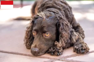 Mehr über den Artikel erfahren American Water Spaniel Züchter und Welpen in Wien