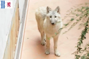 Mehr über den Artikel erfahren Amerikanischer Wolfshund Züchter und Welpen in Nouvelle-Aquitaine