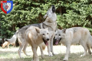 Mehr über den Artikel erfahren Amerikanischer Wolfshund Züchter und Welpen in Pays de la Loire