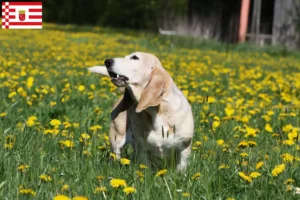 Mehr über den Artikel erfahren Basset Artésien Normand Züchter und Welpen in Bremen