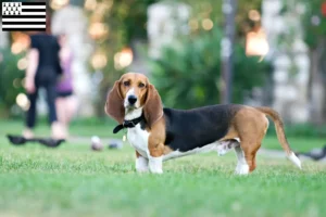 Mehr über den Artikel erfahren Basset Artésien Normand Züchter und Welpen in der Bretagne