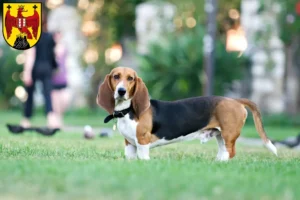 Mehr über den Artikel erfahren Basset Artésien Normand Züchter und Welpen im Burgenland