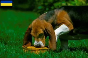 Mehr über den Artikel erfahren Basset Artésien Normand Züchter und Welpen in Gelderland