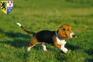 Mehr über den Artikel erfahren Basset Artésien Normand Züchter und Welpen in Hauts-de-France