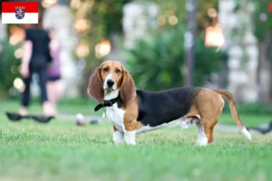 Mehr über den Artikel erfahren Basset Artésien Normand Züchter und Welpen in Hessen