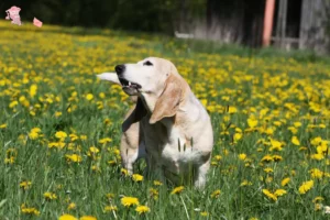 Mehr über den Artikel erfahren Basset Artésien Normand Züchter und Welpen in Hovedstaden