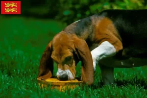 Mehr über den Artikel erfahren Basset Artésien Normand Züchter und Welpen in der Normandie