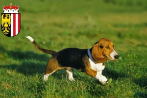 Mehr über den Artikel erfahren Basset Artésien Normand Züchter und Welpen in Oberösterreich