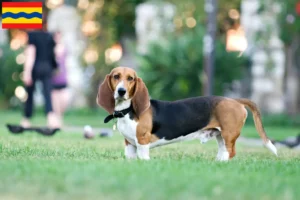 Mehr über den Artikel erfahren Basset Artésien Normand Züchter und Welpen in Overijssel