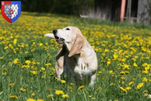 Mehr über den Artikel erfahren Basset Artésien Normand Züchter und Welpen in Pays de la Loire