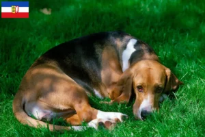 Mehr über den Artikel erfahren Basset Artésien Normand Züchter und Welpen in Schleswig-Holstein