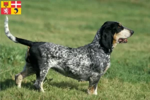 Mehr über den Artikel erfahren Basset bleu de Gascogne Züchter und Welpen in Auvergne-Rhône-Alpes