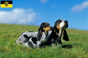 Mehr über den Artikel erfahren Basset bleu de Gascogne Züchter und Welpen in Baden-Württemberg