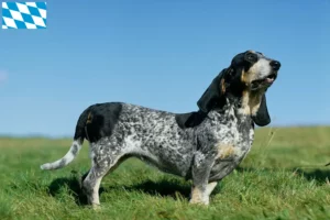 Mehr über den Artikel erfahren Basset bleu de Gascogne Züchter und Welpen in Bayern