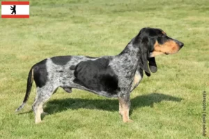 Mehr über den Artikel erfahren Basset bleu de Gascogne Züchter und Welpen in Berlin