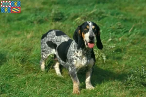 Mehr über den Artikel erfahren Basset bleu de Gascogne Züchter und Welpen in Bourgogne-Franche-Comté