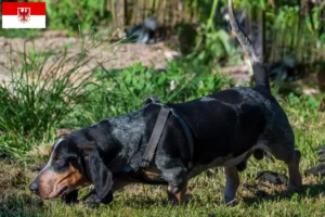 Mehr über den Artikel erfahren Basset bleu de Gascogne Züchter und Welpen in Brandenburg