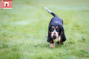 Mehr über den Artikel erfahren Basset bleu de Gascogne Züchter und Welpen in Bremen