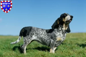 Mehr über den Artikel erfahren Basset bleu de Gascogne Züchter und Welpen in Centre-Val de Loire