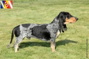 Mehr über den Artikel erfahren Basset bleu de Gascogne Züchter und Welpen in Grand Est